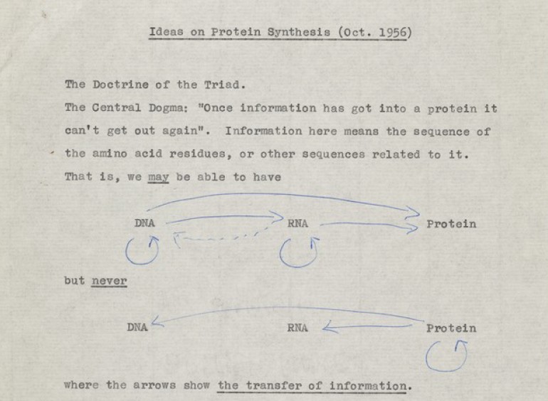 Francis Crick's first outline of the central dogma